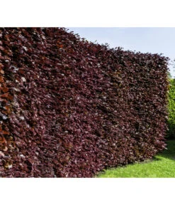 10 Meter Blutbuche ‘Purpurea‘, 50 X 100-125 Cm -Compo Verkaufsgeschäft 7185523 WE MO 001 FagusSylvaticaPurpureaLuckner