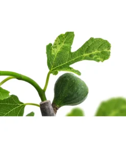 Bornholmfeige -Compo Verkaufsgeschäft 7186315 WE DE 001 FicusBornholmfeigeT17