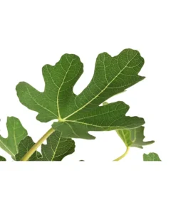 Feige, Hell -Compo Verkaufsgeschäft 7186505 WE DE 001 FeigeStamm