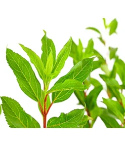 Forsythie 'Week-End' - Goldglöckchen -Compo Verkaufsgeschäft 7186711 WE DE 001 ForsythieIntermediaWeekend5LDehnerExpressHerzig