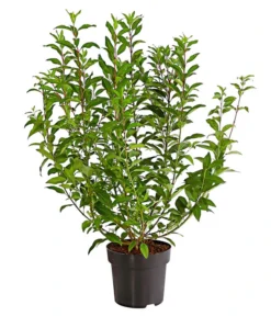 Forsythie 'Week-End' - Goldglöckchen