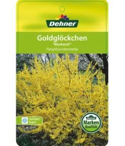 Forsythie 'Week-End' - Goldglöckchen -Compo Verkaufsgeschäft 7186869 GoldgloeckchenWeekend Etikett 1