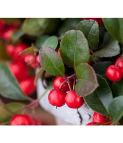 Rote Teppichbeere -Compo Verkaufsgeschäft 7192941 PR DE 001 ScheinbeereGaultheriaWunderlich