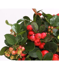 Rote Teppichbeere -Compo Verkaufsgeschäft 7192941 WE DE 001 GaultheriaProcumbensTeppichbeereDehnerExpressHerzig