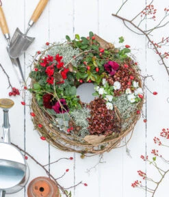 Rote Teppichbeere -Compo Verkaufsgeschäft 7192941 WE MO 001 RoteTeppichbeereGaultheria