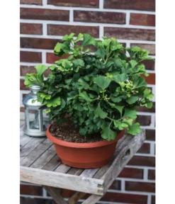 Ginkgobaum - Fächerblattbaum 'Marijke' -Compo Verkaufsgeschäft 7196082 PR MO 001 GinkgoBilobaMarijke
