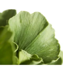 Ginkgobaum - Fächerblattbaum 'Mariken' -Compo Verkaufsgeschäft 7196207 WE DE 001 GinkgoBilobaMariken2lDehnerExpressZS