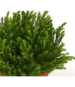 Strauchveronika 'Green Globe' -Compo Verkaufsgeschäft 7206352 PR DE 001 HebeGreenGlobeStrauchveronikaT9DehnerExpressHerzig