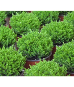 Strauchveronika 'Green Globe' -Compo Verkaufsgeschäft 7206352 PR DE 002 HebeGreenGlobeStrauchveronikaT9DehnerExpressHerzig