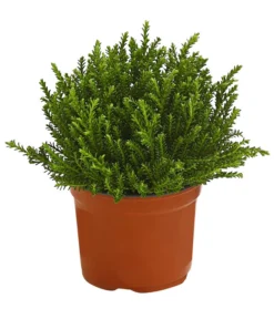 Strauchveronika 'Green Globe'