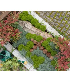 Strauchveronika 'Green Globe' -Compo Verkaufsgeschäft 7206394 7206352 WE MO 001 StrauchveronikaHebe GC15 2022