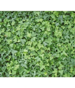 Efeu, Grün -Compo Verkaufsgeschäft 7207871 BildD 001 GewoehnlicherEfeuHedHelix 1