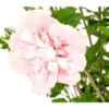 Hibiskus 'Pink Chiffon®' - Garten-Eibisch