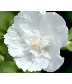 Hibiskus 'White Chiffon®' - Garten-Eibisch