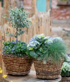 Eukalyptus, Stämmchen -Compo Verkaufsgeschäft 7222003 WE MO 001 HortensienBlauBlaubluehendeStraeucher