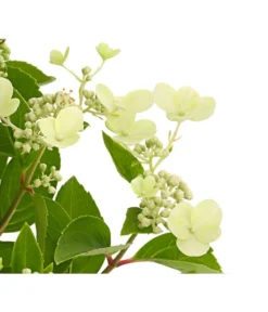Rispen-Hortensie 'Prim White' -Compo Verkaufsgeschäft 7223985 PR DE 001 HydrangeaPaniculataPrimWhiteDehnerExpressHerzig