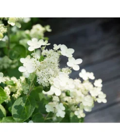 Rispen-Hortensie 'Prim White'