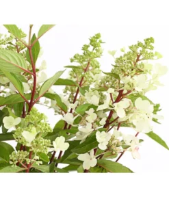 Rispen-Hortensie 'Pinky Winky' -Compo Verkaufsgeschäft 7224033 PR DE 001 HortensieHydrangeaPinkyWinky5LDehnerExpressHerzig