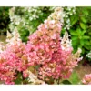 Rispen-Hortensie 'Pinky Winky'