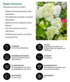 Rispen-Hortensie 'Limelight®' -Compo Verkaufsgeschäft 7224165 WE IG 001 RispenHortensie