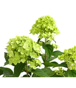 Rispen-Hortensie 'Limelight®' -Compo Verkaufsgeschäft 7224322 WE DE 001 HydrangeaRispenhortensieLimelight3LDehnerExpressHerzig