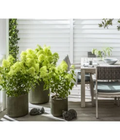 Rispen-Hortensie 'Limelight®' -Compo Verkaufsgeschäft 7224322 WE MO 001 LandhausgartenHydrangeaLimelightGC202112