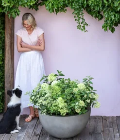 Rispen-Hortensie 'Limelight®' -Compo Verkaufsgeschäft 7224322 WE MO 001 PaniculataRispenhortensie Hortensie