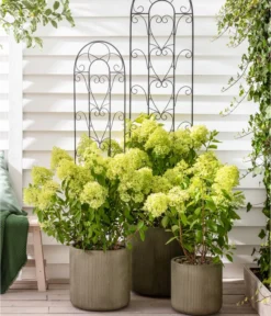 Rispen-Hortensie 'Limelight®' -Compo Verkaufsgeschäft 7224322 WE MO 011 HydrangeaLimelight