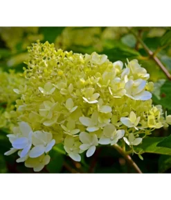 Rispen-Hortensie 'Little Lime®' -Compo Verkaufsgeschäft 7224686 WE DE 001 HydrangeaPaniculataRispenhortensieLittleLimePixabay