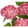 Schneeball-Hortensie 'Ruby Annabelle®'