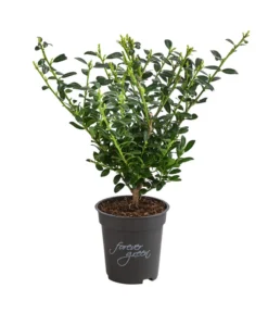 Japanische Stechpalme 'Glory Gem'