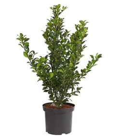 Stechpalme 'Heckenfee'