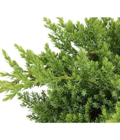 Japanischer Kriech-Wacholder 'Nana' -Compo Verkaufsgeschäft 7251705 PR DE 001 JuniperusWacholderProcumbensNana13CDehnerExpressHerzig