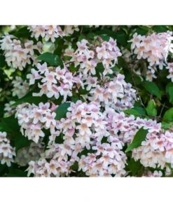 Kolkwitzie - Perlmuttstrauch