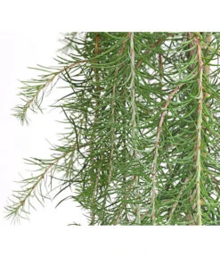 Japanische Hänge-Lärche 'Stiff Weeper' -Compo Verkaufsgeschäft 7261605 WE DE 001 LarixLaercheStiffWeeper60Stamm5LDehnerExpressHerzig