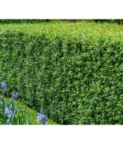 Titelseite -Compo Verkaufsgeschäft 7266174 WE MO 001 Liguster 6