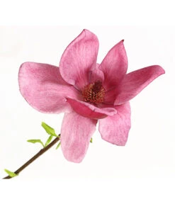 Magnolie 'Genie' -Compo Verkaufsgeschäft 7272941 WE DE 001 MagnoliaMagnolieGenie5LDehnerExpressHerzig