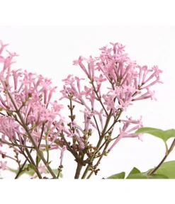 Chinesischer Zwerg-Flieder 'Palibin' -Compo Verkaufsgeschäft 7274061 PR DE 001 SyringaFliederMeyeriPalibin3LDehnerExpressHerzig