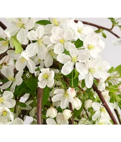 Hänge-Zier-Apfel 'Fontana', Stämmchen -Compo Verkaufsgeschäft 7282213 WE DE 001 MalusZierapfelFontana5LStammDehnerExpressHerzig