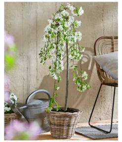 Hänge-Zier-Apfel 'Fontana', Stämmchen -Compo Verkaufsgeschäft 7282213 WE MO 002 MalusFontanaMagazin