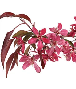 Zierapfel 'Royal Beauty', Kaskaden-Stämmchen -Compo Verkaufsgeschäft 7282908 WE DE 001 MalusZierapfelRoyalBeauty5LStammDehnerExpressHerzig