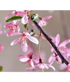 Zierapfel 'Royal Beauty', Kaskaden-Stämmchen -Compo Verkaufsgeschäft 7282908 WE DE 005 MalusRoyalBeautyMagazin