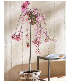 Zierapfel 'Royal Beauty', Kaskaden-Stämmchen -Compo Verkaufsgeschäft 7282908 WE MO 001 MalusRoyalBeautyMagazin