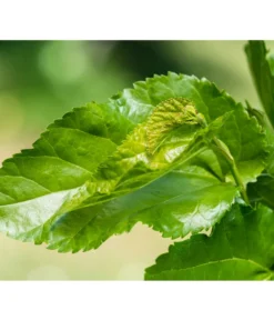 Schwarzer Maulbeerbaum -Compo Verkaufsgeschäft 7295439 PR DE 002 SchwarzerMaulbeerbaumMorusNigraPrivatgartenLucknerMai2017