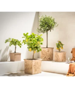 Feige, Hell -Compo Verkaufsgeschäft 7296940 7186505 7121171 7120942 WE MO 002 OliveZitronenbaumCitrusFeigeCalamondin