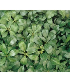 Schattengrün -Compo Verkaufsgeschäft 7298284 BildD 001 SchattengruenDickmaennchenPachysandraPachysandra