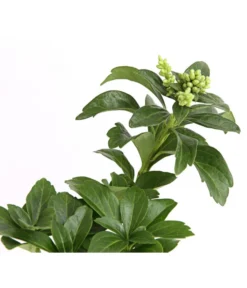 Schattengrün -Compo Verkaufsgeschäft 7298284 WE DE 003 PachysandraSchattengruen9CDehnerExpressHerzig