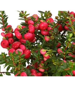 Torfmyrte, Rot -Compo Verkaufsgeschäft 7301401 PR DE 001 PernettyaTorfmyrteRotDehnerExpressHerzig