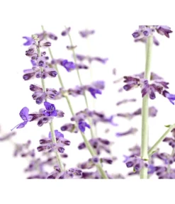 Blauraute 'Blue Spire' -Compo Verkaufsgeschäft 7302631 WE DE 001 BlaurautePerovskiaAbrotanoidesBlueSpire3LDehnerExpressHerzig