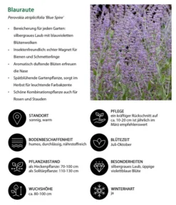 Blauraute 'Blue Spire' -Compo Verkaufsgeschäft 7302631 WE IG 001 Blauraute